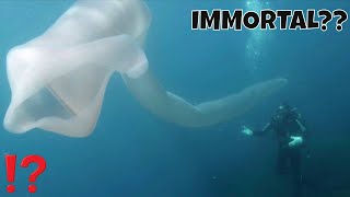 IS THIS CREATURE IMMORTAL GIANT PYROSOME [upl. by Gresham]