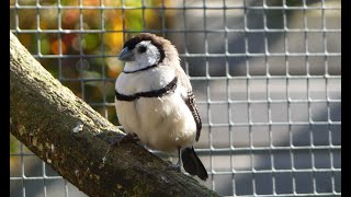 Relaxen en genieten met prachtige vogelmomenten deel 1 [upl. by Charbonnier]