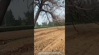 Process Of Cutting A Paulownia Tree In Farmland [upl. by Stubstad417]