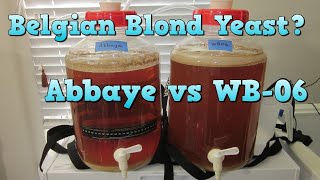 Dry Yeast for a Belgian Blond Abbaye vs WB06 Yeast Comparison [upl. by Bertelli95]