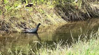 Common Gallinule and Hawaiian Coot [upl. by Neilla]