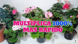 geranios como se reproducen 1000 mas rapido chuyito jardinero [upl. by Rahab966]