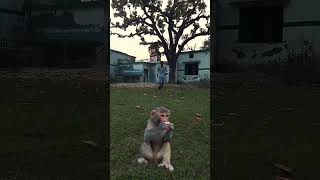 🐒bandar wala video viralvideo funny youtubeshorts monkeyandtrunkbolanewala [upl. by Osithe926]