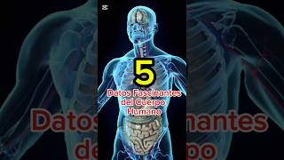 5 DATOS FASCINANTES DEL CUERPO HUMANO curiosidades datoscurisos sabiasque [upl. by Costin]