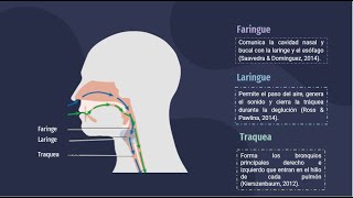 Organos del sistema respiratorio Faringe Laringe y Traquea [upl. by Lanuk]