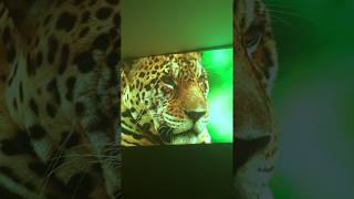 LUMOS Projector Rich Colors 4K Nature Footage [upl. by Inesita317]