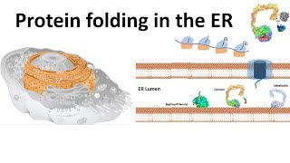 protein folding in the ER [upl. by Urbani259]