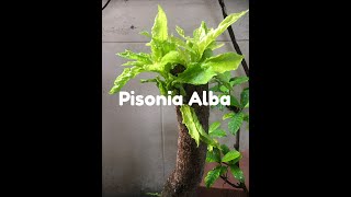 How do you grow Pisonia Alba [upl. by Oinotnaesoj]