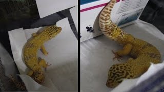 Male Leopard Gecko PreMating Behaviour [upl. by Wilhelmina269]