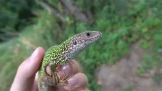 Östliche Smaragdeidechse 4K Lacerta viridisEastern Green Lizard [upl. by Ahsitahs]