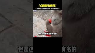 峨眉山人猴大戰愈演愈烈，猴王頻頻攻擊人類，被當場擊斃 [upl. by Scherman66]