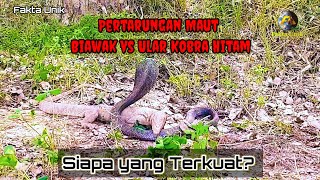 Pertarungan Maut Biawak vs Ular Kobra Hitam [upl. by Coopersmith559]