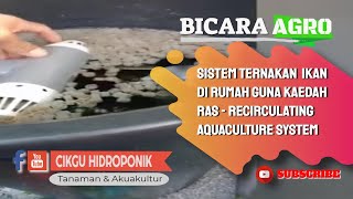 SISTEM TERNAKAN IKAN DI RUMAH GUNA KAEDAH RAS  RECIRCULATING AQUACULTURE SYSTEM [upl. by Yesnik351]