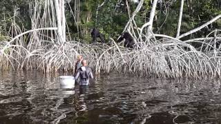 Amazing Chimpanzees footage in The Congo [upl. by Neville]