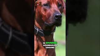 🤩 Discover the Versatile and Beloved Rhodesian Ridgeback Breed [upl. by Eniamzaj508]