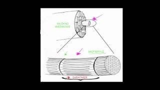 Anatomia mięśni szkieletowych [upl. by Aivull653]