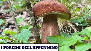 I PORCINI DELLAPPENNINO  funghi 2024 [upl. by Kallista385]