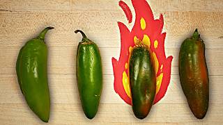 Why some jalapeños are SO much spicier than others [upl. by Joslyn469]