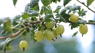 GOOSEBERRIES  HOW TO PLANT AND GROW THEM [upl. by Icken]