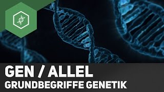 Gen  Allel  Unterschied  Grundbegriffe Genetik 2 [upl. by Gaspar]