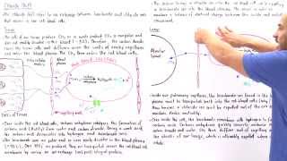 Chloride Shift in Red Blood Cells [upl. by Allets]