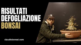 RISULTATO DEFOGLIAZIONE TOTALE SU ACERO TRIDENTE [upl. by Dumm157]