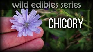 Chicory  Wild Edibles Series [upl. by Spector869]