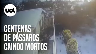 Vídeo mostra centenas de pássaros caindo mortos sobre casas no México [upl. by Ueihtam]