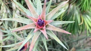 Tillandsia Tour  Utrecht Botanic Gardens Part 2  Plant One On Me — Ep 087 [upl. by Nodnarb]