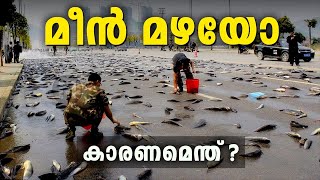 മീൻ മഴ കണ്ടോ😳  Fish Rain EXPLOSION What Happens When It Rains Fish [upl. by Eigriv]