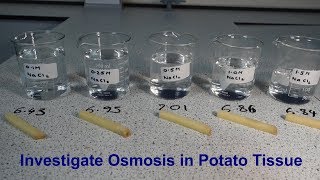 Osmosis Required Practical GCSE Biology [upl. by Aikahc]