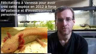 LES TWINANIMOS  Le pourquoi des couleurs des Axolotls [upl. by Yenaj]