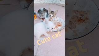 Waw cute cats💞 funnycatvideos cat shorts ytshorts youtubeshorts [upl. by Olympie]