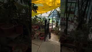 Inside the beautiful Greenhouse  Army MuseumAnnadale lShimla🌿PART1🌿flute plants horticulture [upl. by Allicserp]