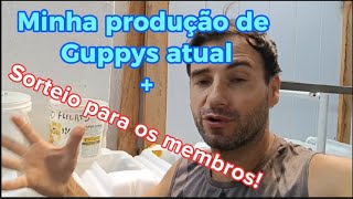 Produção de Guppys matrizes Lebistes Top [upl. by Thadeus]