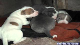 Cute Bluenose Pitbull Bully Pups [upl. by Olonam]