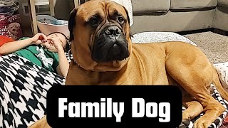 The Bullmastiff  A Great Family Dog [upl. by Epolenep]