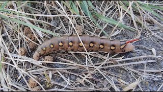 Bedstraw Hawkmoth  Hyles gallii  walstropijlstaart  Doel  Belgium  August 27 2024 [upl. by Hgielsa256]