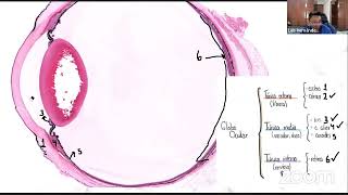 Histología del Ojo  itshistology [upl. by Nyladnarb]