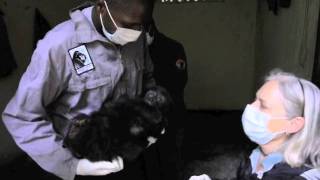 New Gorilla Orphan Confiscated from Poachers [upl. by Sydel]