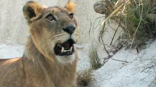 Lion vs Black Mamba 01 deadly venomous snake encounter with lion [upl. by Baalbeer]