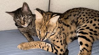 Serval and Cat Friends [upl. by Alyakam751]