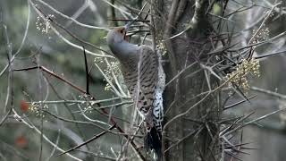 20240314 Northern Flicker Red Shafted [upl. by Nairdad]