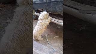 Doggo inspects shtbox truck like the DOT funny [upl. by Evad]