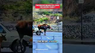 The brown bears follows the moose family shortsvideo wildanimal [upl. by Holloway717]