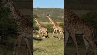 Giraffes in Maasai Mara kenya africa safari [upl. by Ondrea768]