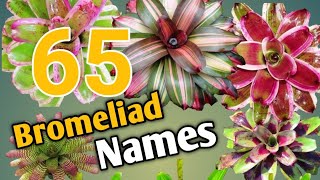 65 BROMELIAD NAMES  NEOREGELIA VARIETIES [upl. by Danziger]