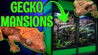 MASSIVE Crested Gecko Bioactive Enclosure REVEAL [upl. by Ivett]