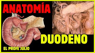 💪 ANATOMÍA del DUODENO  ¡LA MEJOR EXPLICACIÓN [upl. by Fen]