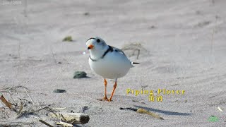 Piping Plover [upl. by Einahpets]